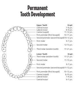 Permanent Tooth Chart - Bountiful Dental