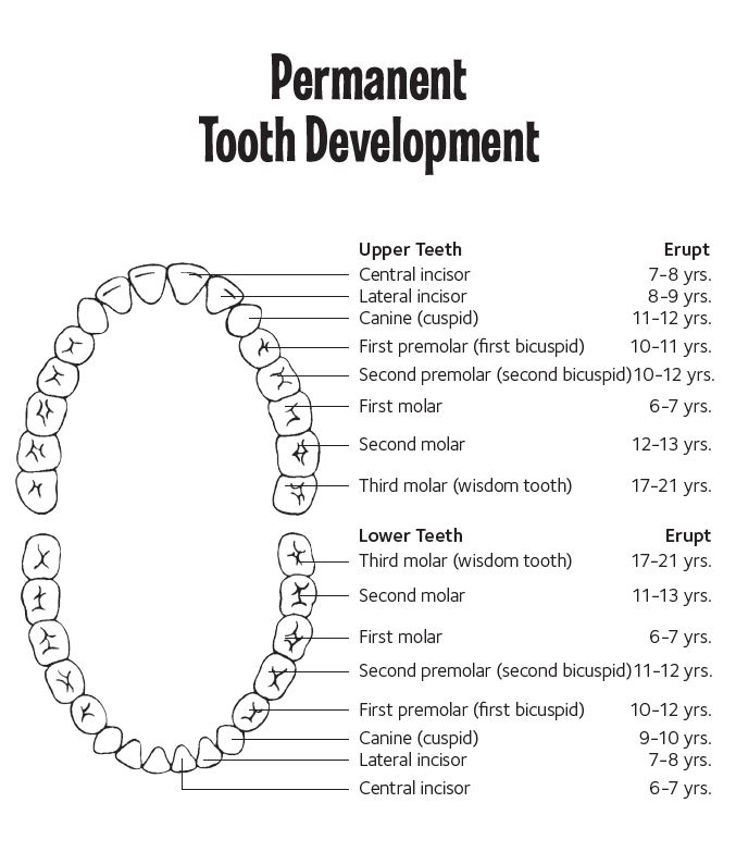 When Do You Lose Teeth Chart