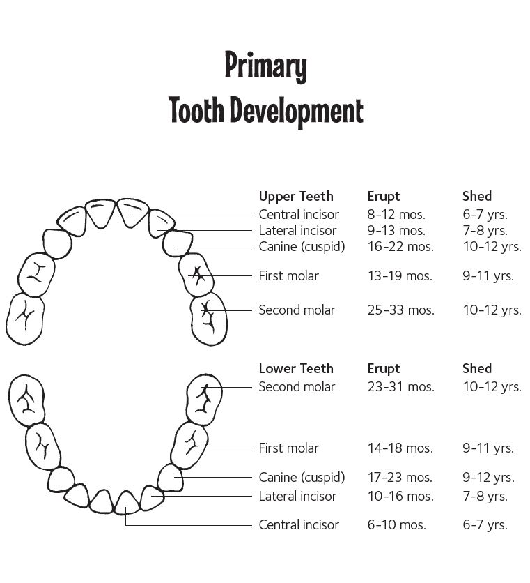 Baby Teeth Losing Chart A timeline for your child’s tooth loss – sheknows